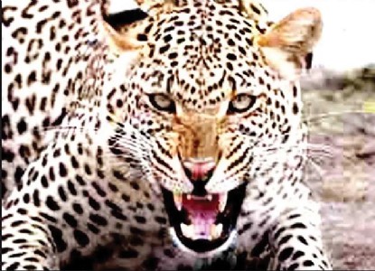 नागावनंतर आक्षीत बिबट्याचा दोघांवर हल्ला , अलिबाग तालुक्यात बिबट्याची दहशत कायम