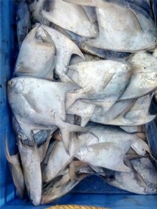 पापलेटच्या उत्पादनात ३ हजार ५५ मेट्रीक टनांची वाढ