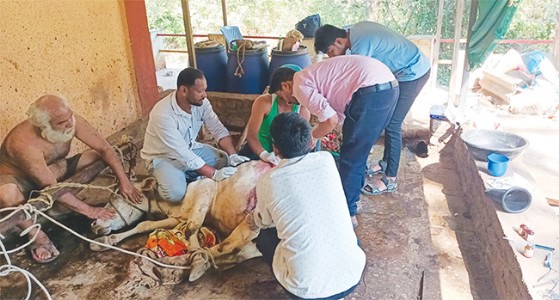 धक्कादायक | तळा येथे गायीच्या पोटावर यशस्वी शस्त्रक्रिया , गायीच्या पोटात आढळले १८ किलो प्लास्टिक