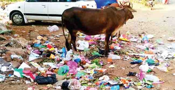 पालीत वाढता उष्मा, चार्‍याच्या अभावामुळे मोकाट गुरांची फरपट ; उकिरड्याचा आधार; आरोग्य धोयात