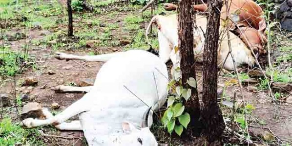 कंडटर तुटून विद्युत प्रवाहित लाईन खाली पडल्याने , माणगाव येथे माळरानावर चार गुरांचा मृत्यू