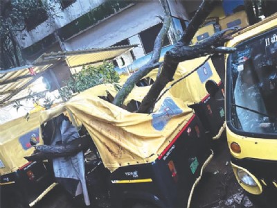 माथेरानमध्ये पुन्हा झाड कोसळले; तीन ई-रिक्षांचे नुकसान