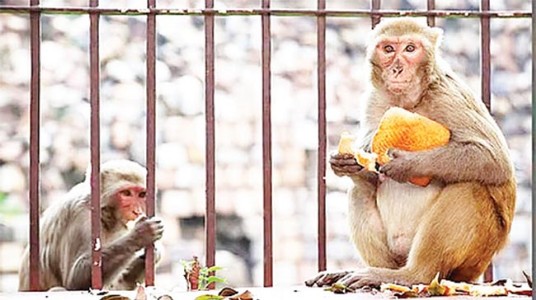 सुधागड | पाली येथे माकडांचा उपद्रव , संबंधित प्रशासनाचे दुर्लक्ष