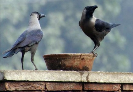 पितृ‘पक्षी’ धोक्यात ? शहरांतील कावळे गेले कुठे?