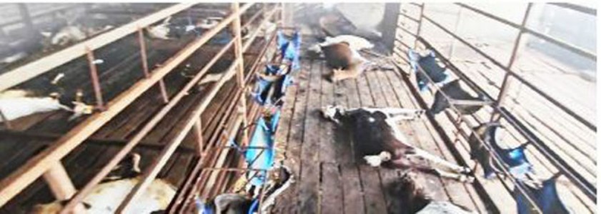 कर्जत । बकरी फार्मला आग , 400 बकर्‍या, 350 कबुतरांचा होरपळून मृत्य