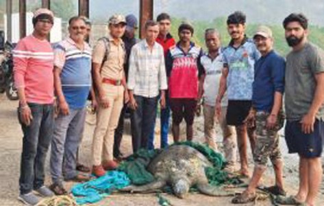 बागमांडला किनार्‍यावर आढळले दुर्मिळ ‘ग्रीन सी टर्टल’