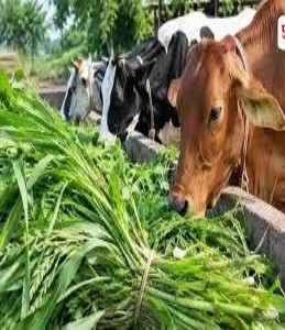 रायगड जिल्ह्यातून चारा वाहतूक व विक्रीवर बंदी