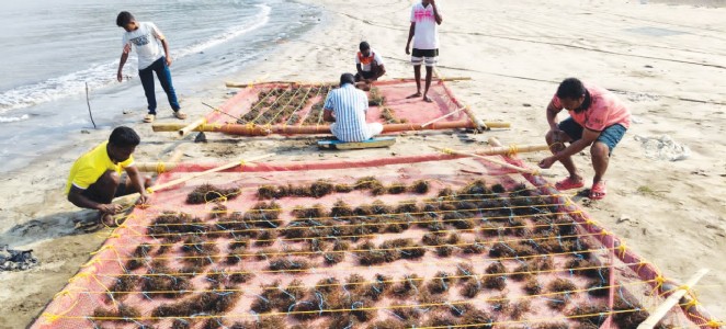 मच्छिमारांना समुद्र शैवाल शेतीचा नवा पर्याय! रायगड किनारपट्टीवर २५० पेक्षा अधिक युनिट्स कार्यरत