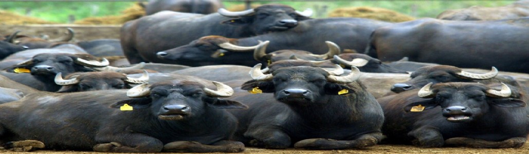 कर्जत इंजवली येथे तीन म्हशींचा अचानक मृत्यू, शेतकरी हवालदिल