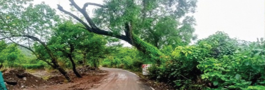 सुपेगाव रस्त्यावर झाडाझुडपांचा विळखा ; अपघाताचा धोका वाढला; तातडीने छाटणीची मागणी