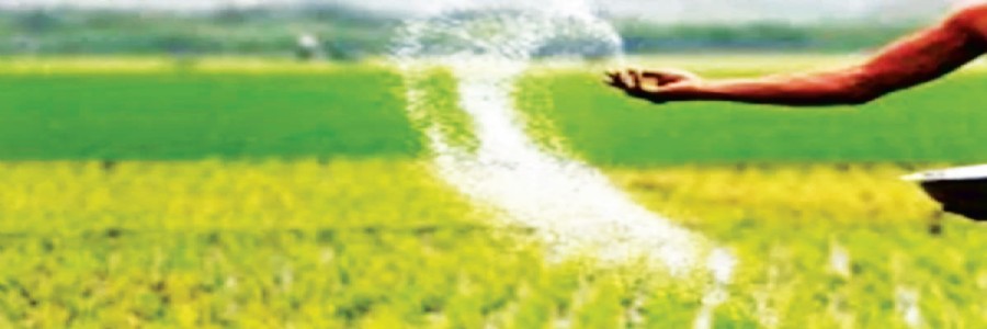 कर्जतमध्ये युरियाची टंचाई; खतासाठी वणवण , ४०० मेट्रिक मागणीच्या तुलनेत केवळ ५०.३० मे. टन साठा